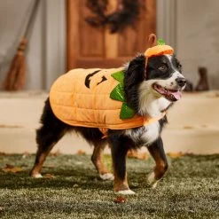 Frisco Pumpkin Dog & Cat Costume -Pet Dog Supplies Shop 144446 PT7. AC SS1800 V1567180408