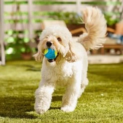 Frisco Fetch Squeaky Tennis Ball With Rubber Sleeve Dog Toy -Pet Dog Supplies Shop 152844 PT6. AC SS1800 V1691776576
