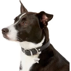 Frisco Stainless Steel Personalized Dog & Cat ID Tag, Star -Pet Dog Supplies Shop 153017 PT5. AC SS1800 V1540562610