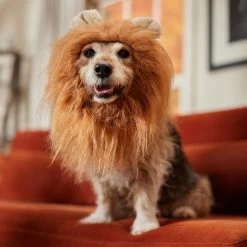 Frisco Lion Mane Dog & Cat Costume -Pet Dog Supplies Shop 158732 PT7. AC SS1800 V1691686202