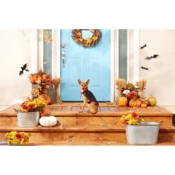 Frisco Vampire Cape Dog & Cat Costume -Pet Dog Supplies Shop 160793 PT3. AC SS1800 V1567176564