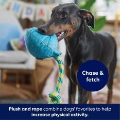 Frisco Birthday Balloon Plush With Rope Squeaky Dog Toy -Pet Dog Supplies Shop 177807 PT3. AC SS1800 V1695241973