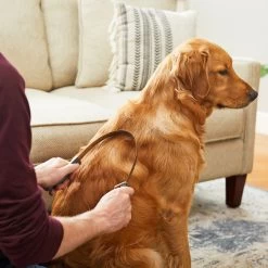 Frisco Shedding Blade Dog Brush, One Size 9 Frisco Shedding Blade Dog Brush, One Size -Pet Dog Supplies Shop 206895 PT6. AC SS1800 V1680186099