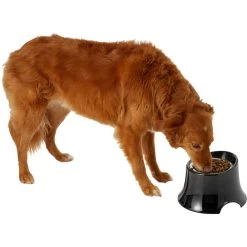 Frisco Stainless Steel Bowl With Elevated Stand -Pet Dog Supplies Shop 216020 PT6. AC SS1800 V1605653241