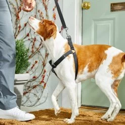 Frisco Nylon Step In Back Clip Dog Harness -Pet Dog Supplies Shop 220519 PT4. AC SS1800 V1605582116