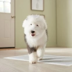 Frisco Giant Charcoal Dog Training & Potty Pads -Pet Dog Supplies Shop 227462 PT6. AC SS1800 V1674665684