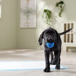 Frisco Premium Extra Large Printed Dog Training & Potty Pads -Pet Dog Supplies Shop 227468 PT6. AC SS1800 V1674666681