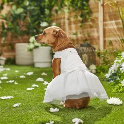 Frisco Formal Dog Wedding Dress -Pet Dog Supplies Shop 248743 PT7. AC SS1800 V1614118361