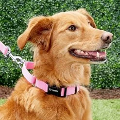 Frisco Solid Nylon Personalized Martingale Dog Collar -Pet Dog Supplies Shop 249561 PT6. AC SS1800 V1628878316