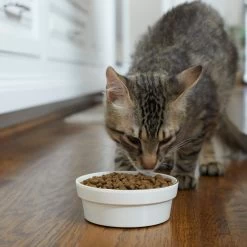 Frisco Gold Trim Melamine Dog & Cat Bowl -Pet Dog Supplies Shop 253062 PT2. AC SS1800 V1616595766