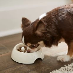Frisco Melamine Slow Feed Dog & Cat Bowl With Gold Trim -Pet Dog Supplies Shop 253066 PT2. AC SS1800 V1616597844
