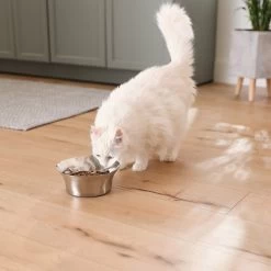 Frisco Flare Non-Skid Stainless Steel Dog & Cat Bowl -Pet Dog Supplies Shop 257162 PT7. AC SS1800 V1615989167