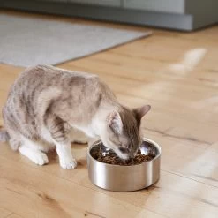 Frisco Insulated Non-Skid Flair Stainless Steel Dog & Cat Bowl -Pet Dog Supplies Shop 261753 PT7. AC SS1800 V1623937560