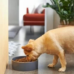 Frisco Modern Gold Rim Ceramic Dog & Cat Bowl 7 Frisco Modern Gold Rim Ceramic Dog & Cat Bowl -Pet Dog Supplies Shop 270187 PT2. AC SS1800 V1620761883