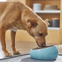 Frisco Slanted Ceramic Dog Bowl 6 Frisco Slanted Ceramic Dog Bowl -Pet Dog Supplies Shop 270221 PT2. AC SS1800 V1620761979