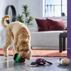 Frisco Halloween Cupcakes Plush Squeaky Dog Toy 7 Frisco Halloween Cupcakes Plush Squeaky Dog Toy -Pet Dog Supplies Shop 270367 PT3. AC SS1800 V1624817674