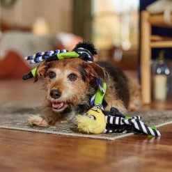 Frisco Halloween Spider Plush Squeaky Dog Toy -Pet Dog Supplies Shop 270379 PT3. AC SS1800 V1689878438