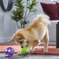 Frisco Halloween Sugar Skulls Latex Squeaky Dog Toy -Pet Dog Supplies Shop 270518 PT3. AC SS1800 V1689878507