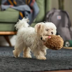 Frisco Camping Hedgehog Plush Squeaky Dog Toy -Pet Dog Supplies Shop 270995 PT3. AC SS1800 V1625009251