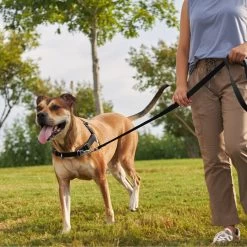 Frisco Basic No Pull Harness -Pet Dog Supplies Shop 277873 PT4. AC SS1800 V1629816999