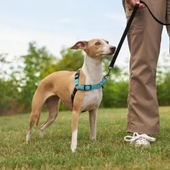 Frisco Padded Reflective No Pull Harness -Pet Dog Supplies Shop 277892 PT4. AC SS1800 V1629816716