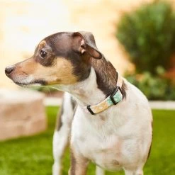 Frisco Pastel Tie Dye Polyester Personalized Dog Collar -Pet Dog Supplies Shop 280770 PT4. AC SS1800 V1621275733