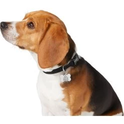 Frisco Chewy Stainless Steel Personalized Dog ID Tag With Enamel Infill -Pet Dog Supplies Shop 281945 PT6. AC SS1800 V1624334875