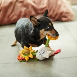 Frisco Fall Bouquet Of Flowers Plush Squeaky Dog Toy 5 Frisco Fall Bouquet Of Flowers Plush Squeaky Dog Toy -Pet Dog Supplies Shop 285599 PT3. AC SS1800 V1629725293