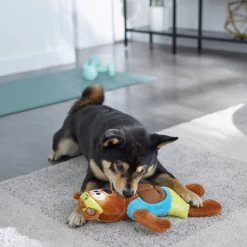 Frisco Fitness Bear Reversible Plush Squeaky Dog Toy -Pet Dog Supplies Shop 288897 PT3. AC SS1800 V1638291713