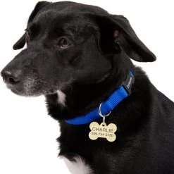 Frisco Brass Personalized Dog ID Tag -Pet Dog Supplies Shop 296191 PT6. AC SS1800 V1628186565