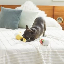 Frisco Brunch Bottomless Mimosas Plush Squeaky Dog Toy, 2 Count -Pet Dog Supplies Shop 297226 PT2. AC SS1800 V1642088368