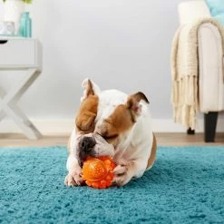 Frisco Fetch Squeaky TPR Ball Dog Toy & Bones & Chews Pig Ear Chews Dog Treats 8 Frisco Fetch Squeaky TPR Ball Dog Toy & Bones & Chews Pig Ear Chews Dog Treats -Pet Dog Supplies Shop 297964 PT3. AC SS1800 V1623252759