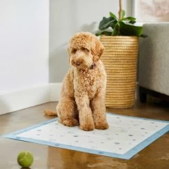 Frisco Fold & Carry Single Door Collapsible Wire Dog Crate & Frisco Premium Extra Large Printed Dog Training & Potty Pads 17 Frisco Fold & Carry Single Door Collapsible Wire Dog Crate & Frisco Premium Extra Large Printed Dog Training & Potty Pads -Pet Dog Supplies Shop 303438 PT8. AC SS1800 V1623051743