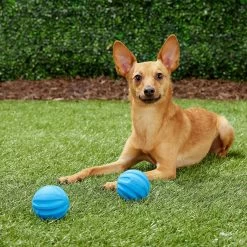 Frisco Neoprene Dog Life Jacket & Frisco Foam Rubber Floating Fetch Ball No Squeak Dog Toy -Pet Dog Supplies Shop 303480 PT7. AC SS1800 V1623064950