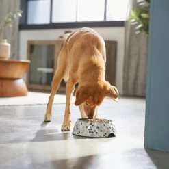 Frisco Terrazzo Design Stainless Steel Dog & Cat Bowl -Pet Dog Supplies Shop 311957 PT2. AC SS1800 V1642535493