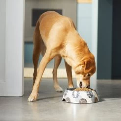 Frisco Animal Design Stainless Steel Dog & Cat Bowl 10 Frisco Animal Design Stainless Steel Dog & Cat Bowl -Pet Dog Supplies Shop 311960 PT2. AC SS1800 V1642542990