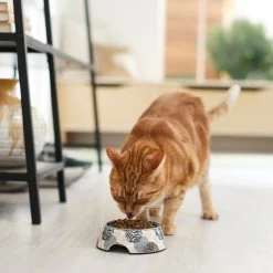 Frisco Animal Design Stainless Steel Dog & Cat Bowl 11 Frisco Animal Design Stainless Steel Dog & Cat Bowl -Pet Dog Supplies Shop 311960 PT3. AC SS1800 V1642542415