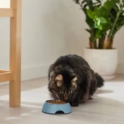 Frisco Coral Design Stainless Steel Dog & Cat Bowl -Pet Dog Supplies Shop 311972 PT3. AC SS1800 V1642542435