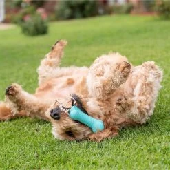 Frisco Fetch Squeaking Colorful Tennis Ball Dog Toy & Playology Scented Dual Layer Bone Dog Toy -Pet Dog Supplies Shop 319022 PT6. AC SS1800 V1630561003