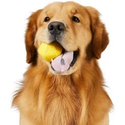 Frisco Fetch Squeaking Colorful Tennis Ball Dog Toy & Project Hive Pet Company Ball Dog Toy -Pet Dog Supplies Shop 319024 PT5. AC SS1800 V1630560973