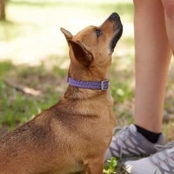 Frisco Outdoor Lightweight Ripstop Nylon Dog Harness & Frisco Outdoor Heathered Nylon Collar -Pet Dog Supplies Shop 319194 PT8. AC SS1800 V1631147497