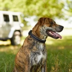 Frisco Outdoor Premium Ripstop Nylon Dog Harness With Pocket & Frisco Outdoor Nylon Reflective Comfort Padded Dog Collar -Pet Dog Supplies Shop 319304 PT8. AC SS1800 V1631147478