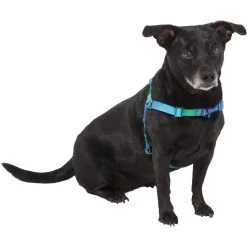 Frisco Green Ombre Style Dog Harness -Pet Dog Supplies Shop 324531 PT2. AC SS1800 V1642519055