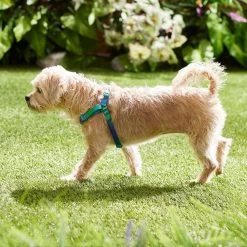 Frisco Green Ombre Style Dog Harness -Pet Dog Supplies Shop 324531 PT4. AC SS1800 V1642519509