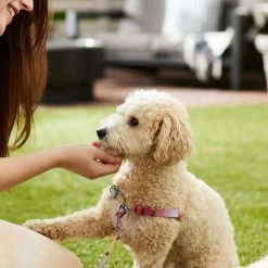 Frisco Pink Ombre Style Dog Harness -Pet Dog Supplies Shop 324537 PT4. AC SS1800 V1642518514