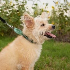 Frisco Outdoor Running Martingale Dog Collar -Pet Dog Supplies Shop 331413 PT3. AC SS1800 V1662644747