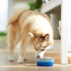 Frisco Ombre Design Stainless Steel Dog & Cat Bowl -Pet Dog Supplies Shop 331516 PT2. AC SS1800 V1657656874