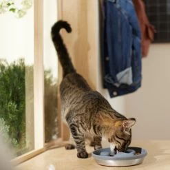 Frisco Silicone Stainless Paw Steel Slow Feeder Dog & Cat Bowl -Pet Dog Supplies Shop 331528 PT3. AC SS1800 V1657656874