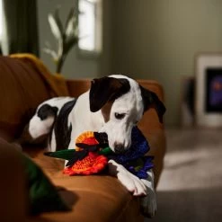 Frisco Halloween Bouquet Plush Squeaky Dog Toy -Pet Dog Supplies Shop 344018 PT3. AC SS1800 V1657657031