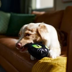 Frisco Halloween Black Cat Round Plush Squeaky Dog Toy 7 Frisco Halloween Black Cat Round Plush Squeaky Dog Toy -Pet Dog Supplies Shop 344039 PT3. AC SS1800 V1657657031